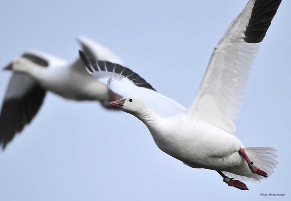 Ross's Goose Image