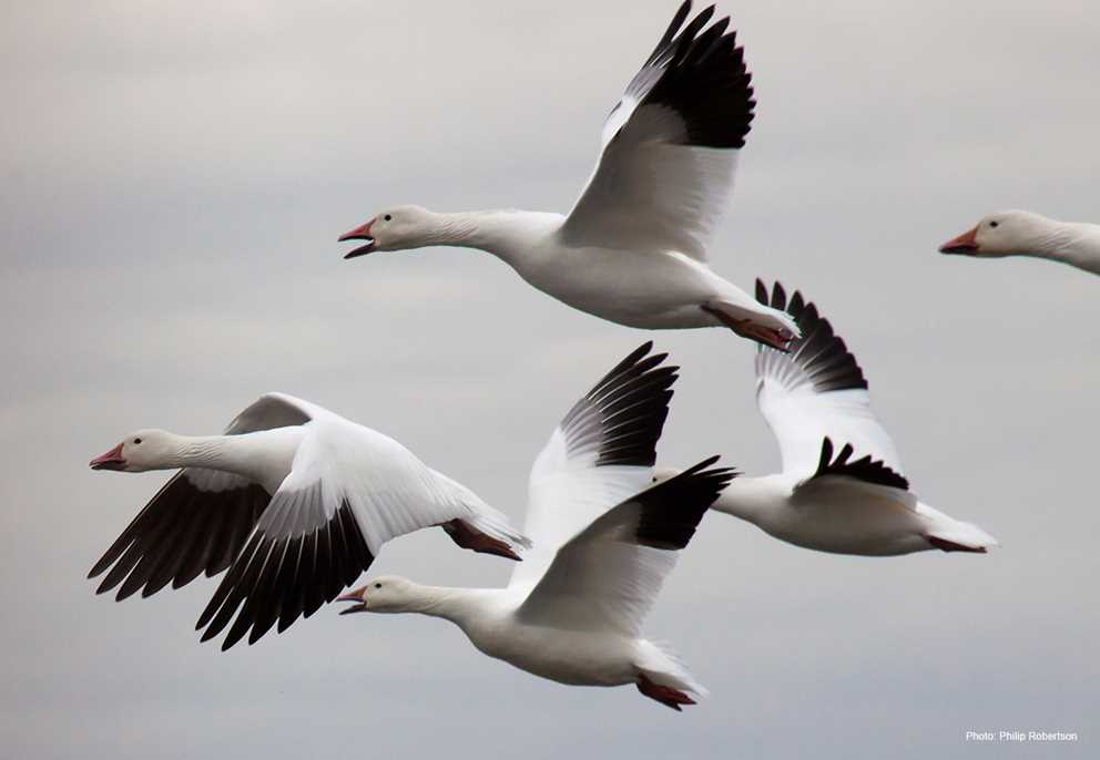 Snow Goose Image