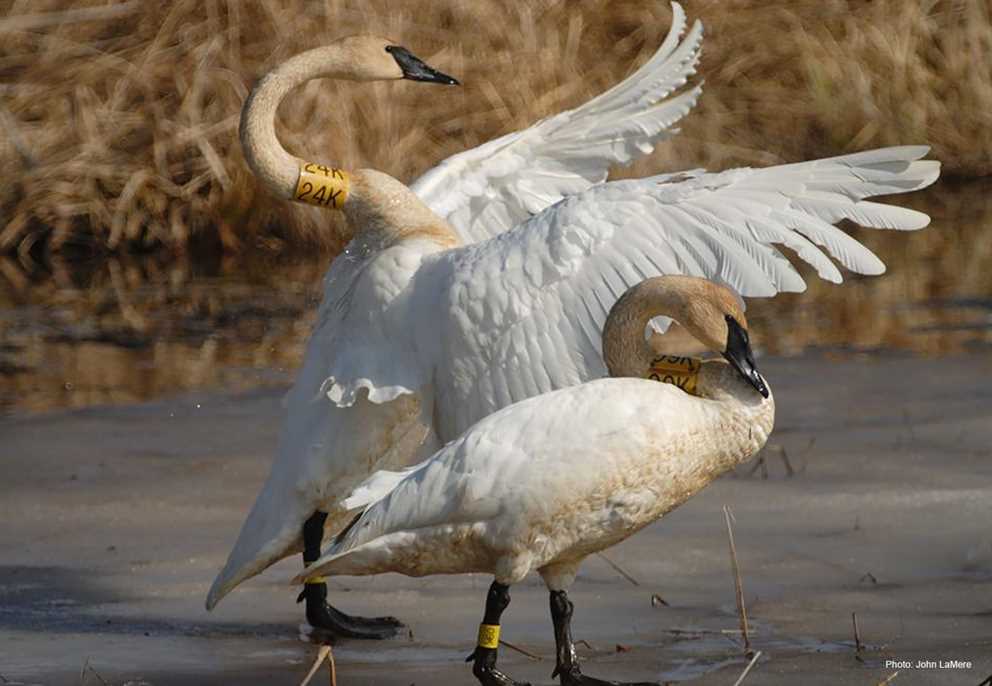 Trumpeter Swan Image