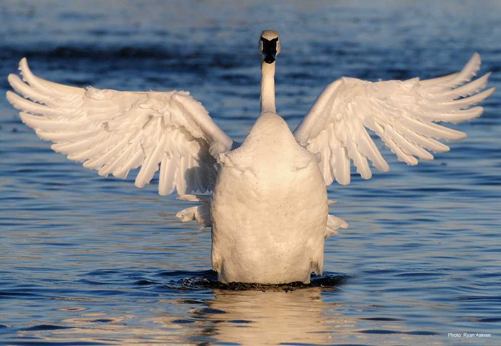 Trumpeter Swan Image