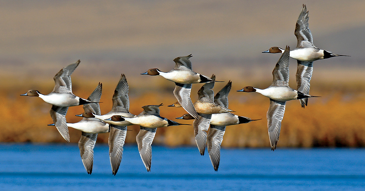 Photo: Tony Bynum/imagesonthewildside.com