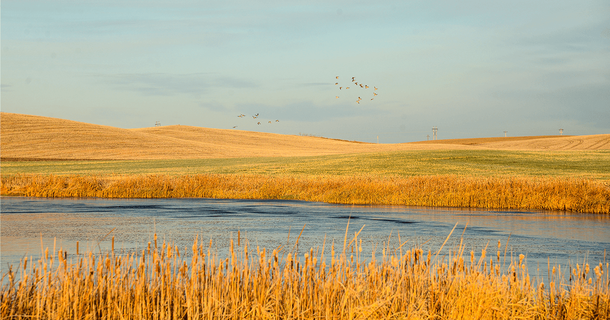 Image for Bush Foundation Partners with DU to Support Grass-Based Agriculture in South Dakota