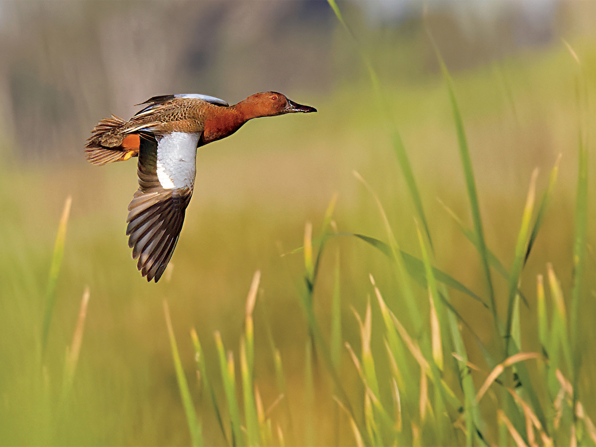 Cinnamon teal. By Dave Golding