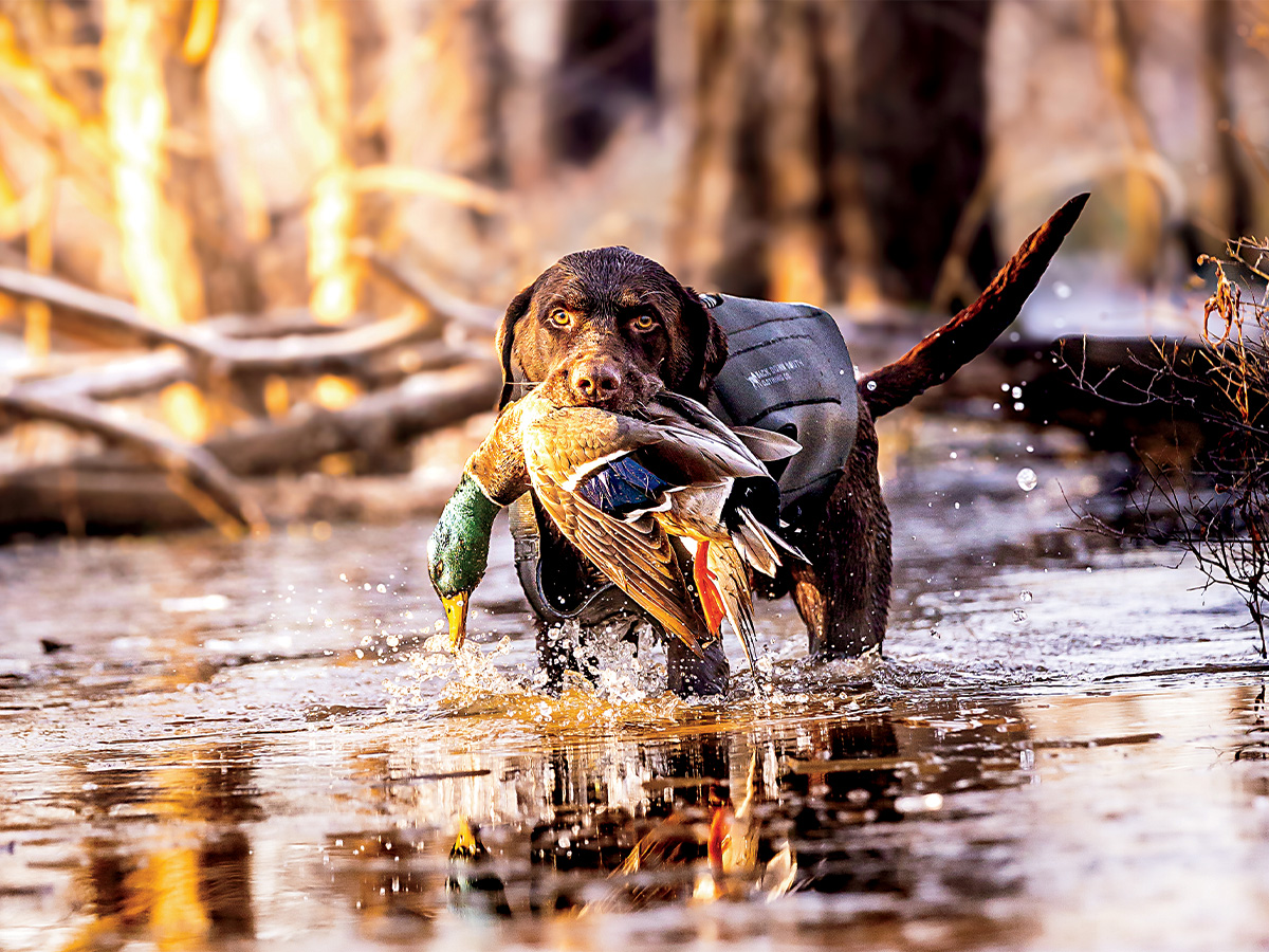 Labrador retriever on a hunt. By Dustin LeNorman