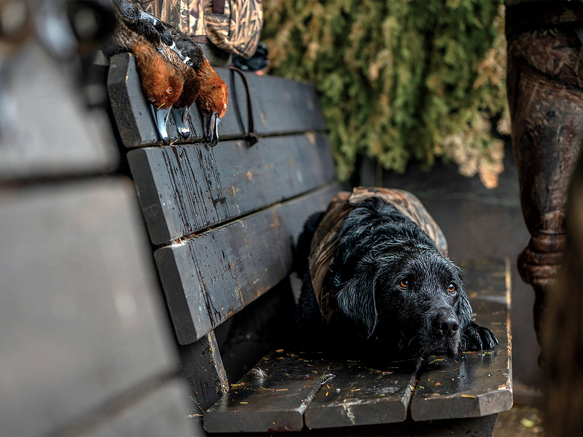 Labrador retriever during a hunt. By Harrison Van Hout