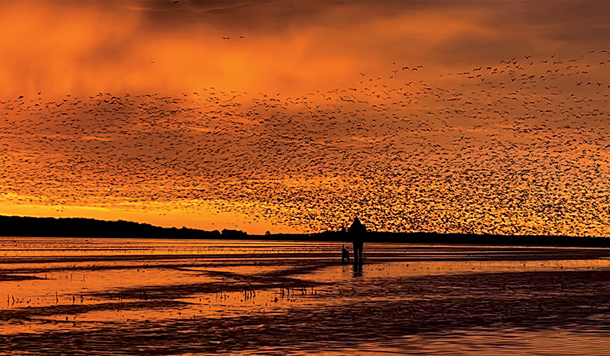 Flock of waterfowl in sunset. Photo by Jacob Brown