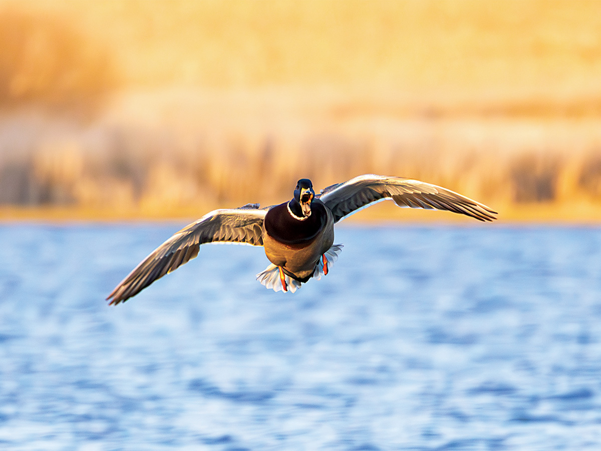 Mallard drake flying. By Keenan Bare