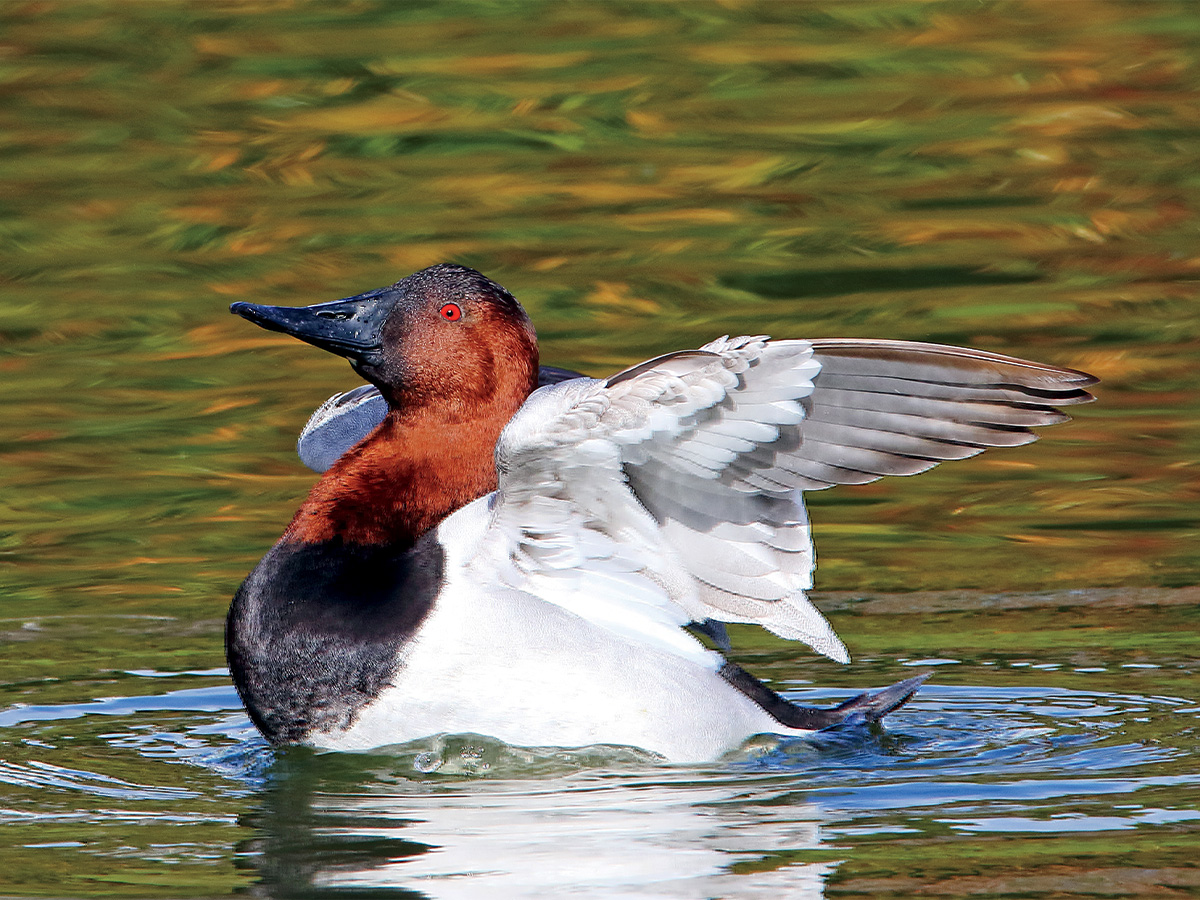 Canvasback drake. Photo by Rick Lewis