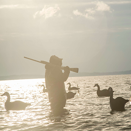 Hunter in water with geese swimming