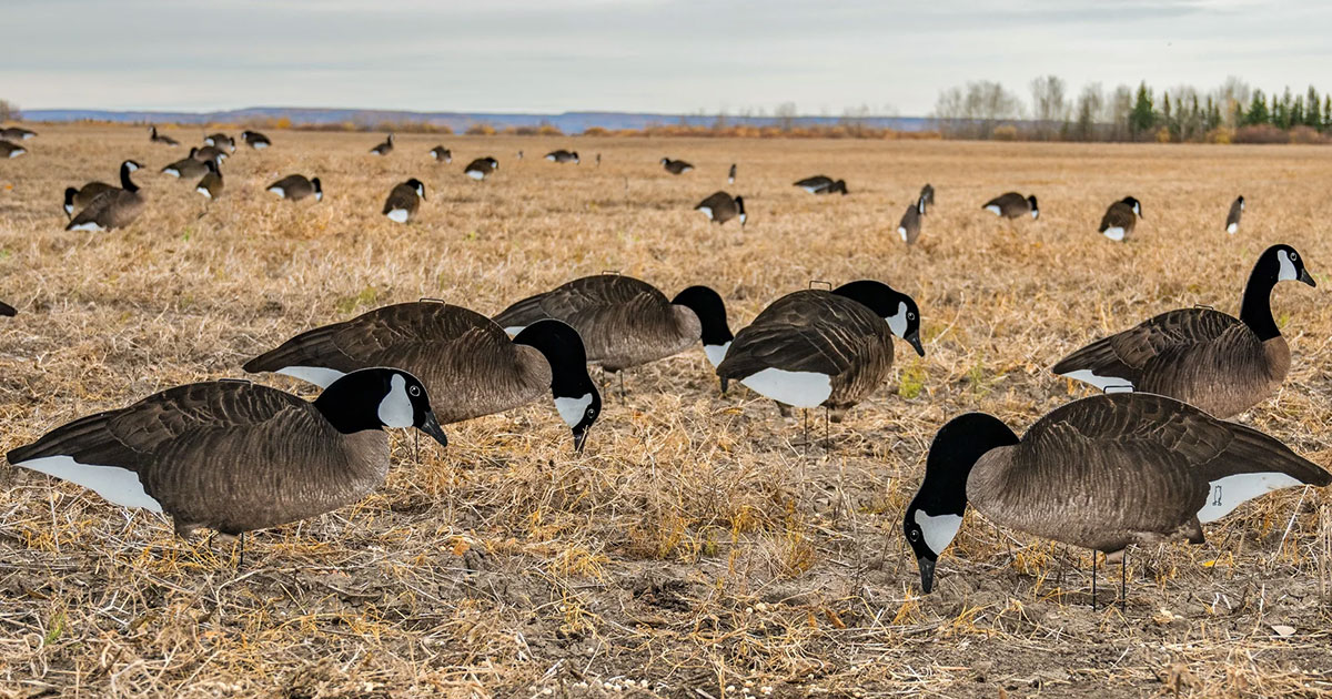 Dive Bomb V2FF Fully Flocked Canada Goose Silhouette Decoys