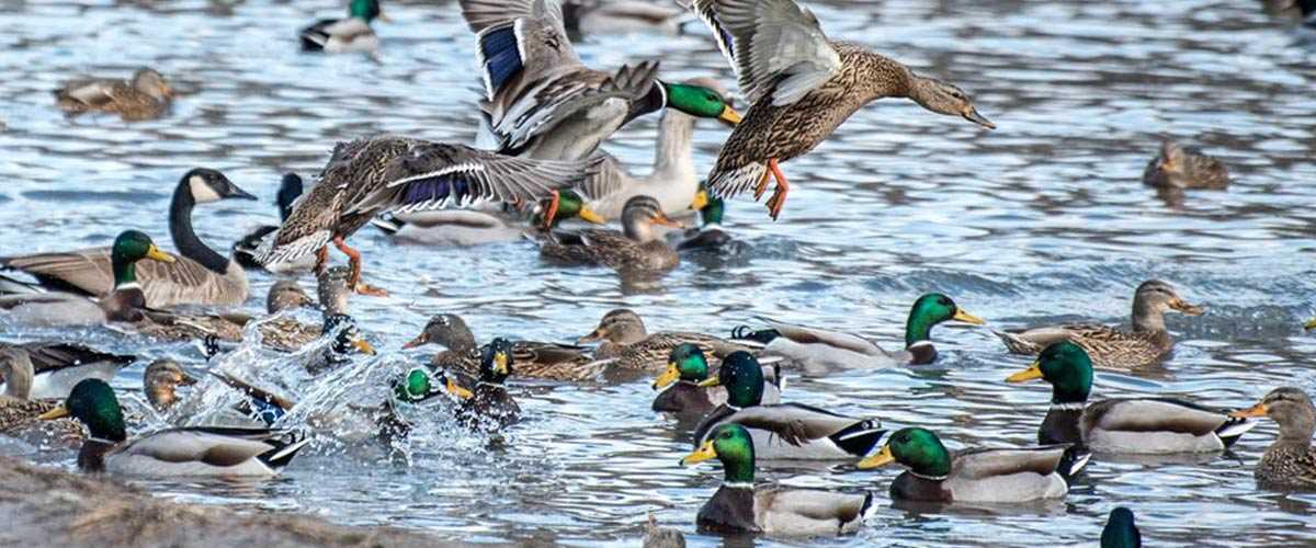 Ducks swimming and flying out of water