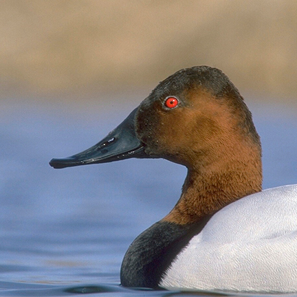 Duck Head